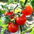 Nhà đẹp - Cách trồng cà chua sạch nên thử ngay