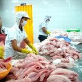 Mua sắm - Giá cả - Cá tra Việt Nam sẽ trở lại thị trường Nga