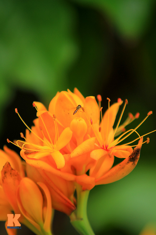 Đến Hà Nội ngắm hoa nhà Phật khoe sắc - 8