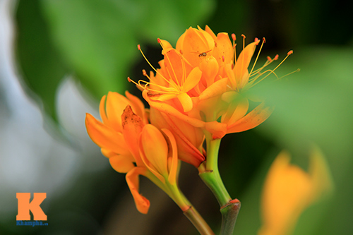 Đến Hà Nội ngắm hoa nhà Phật khoe sắc - 5