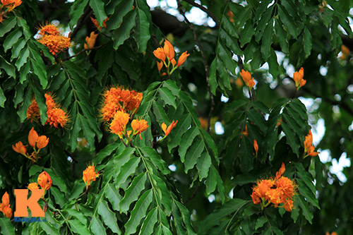 Đến Hà Nội ngắm hoa nhà Phật khoe sắc - 4