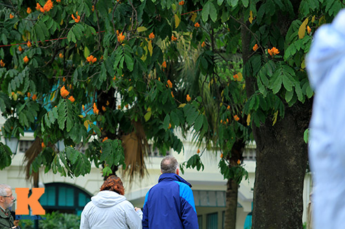 Đến Hà Nội ngắm hoa nhà Phật khoe sắc - 15