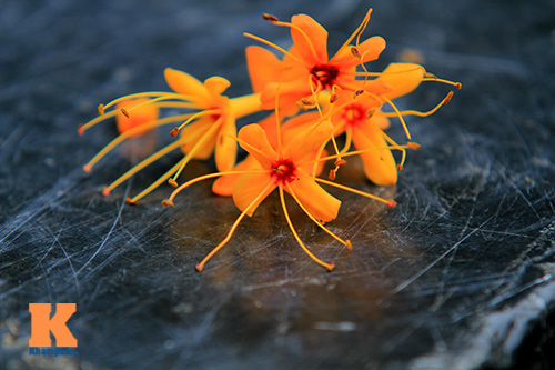 Đến Hà Nội ngắm hoa nhà Phật khoe sắc - 12