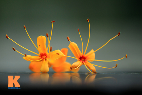 Đến Hà Nội ngắm hoa nhà Phật khoe sắc - 13