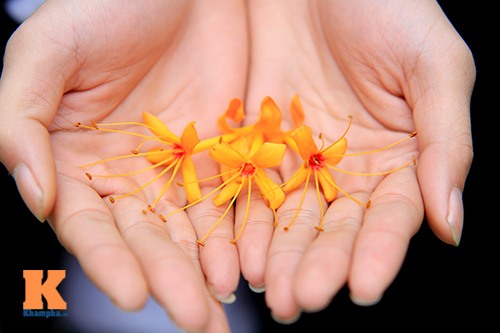 Đến Hà Nội ngắm hoa nhà Phật khoe sắc - 14