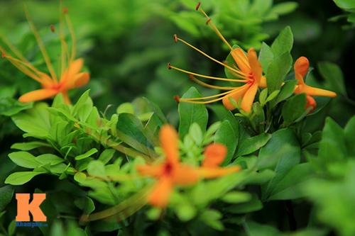 Đến Hà Nội ngắm hoa nhà Phật khoe sắc - 11