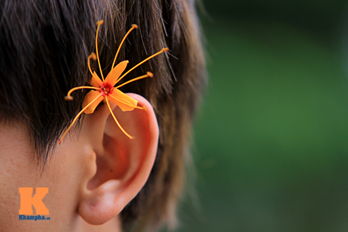 Đến Hà Nội ngắm hoa nhà Phật khoe sắc - 17