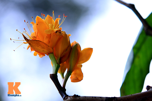 Đến Hà Nội ngắm hoa nhà Phật khoe sắc - 6