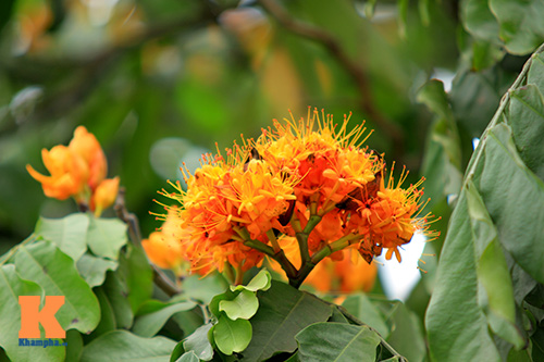 Đến Hà Nội ngắm hoa nhà Phật khoe sắc - 3