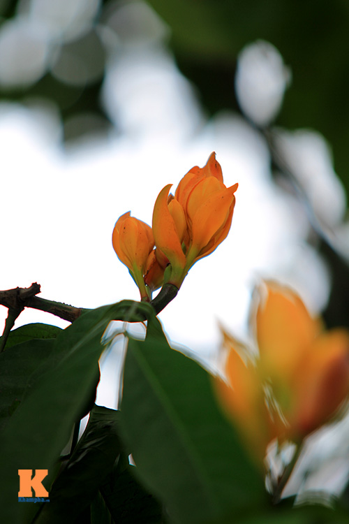 Đến Hà Nội ngắm hoa nhà Phật khoe sắc - 2