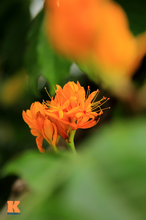 Đến Hà Nội ngắm hoa nhà Phật khoe sắc - 10