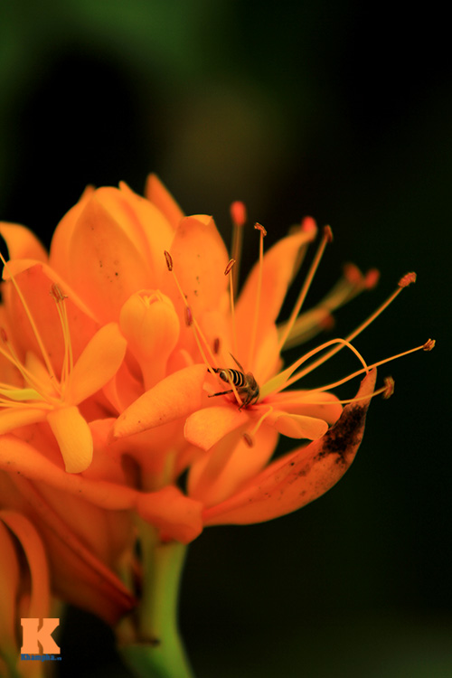 Đến Hà Nội ngắm hoa nhà Phật khoe sắc - 9