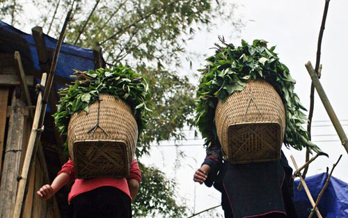 Cuộc đời nhọc nhằn của người phụ nữ vùng cao - 5