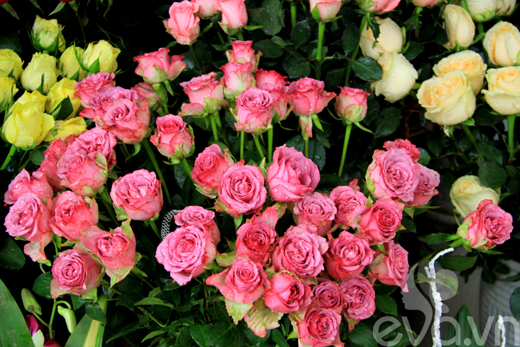 Hiện tại hồng Đà Lạt đang là loại hoa được chú ý nhiều nhất, có giá từ 145 – 300 nghìn đồng/bó 50 bông.

Bài liên quan:

3 kiểu cắm xinh, sang cho hoa Tulip

Thiệp trái tim ý nghĩa tặng mẹ ngày 8-3

8-3: Chốn ngủ thúc chàng 'trả bài' mãnh liệt

Mừng 8-3: Dốc lòng tặng mẹ nhà lung linh

8-3: Háo hức chờ chàng 'tỉa tót'

Làm hoa handmade tuyệt xinh đón 8-3
