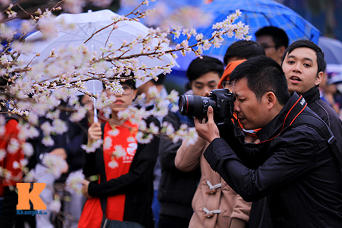 Mục sở thị hoa anh đào của xứ sở Phù Tang - 2