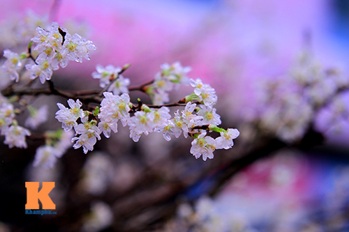 Mục sở thị hoa anh đào của xứ sở Phù Tang - 3