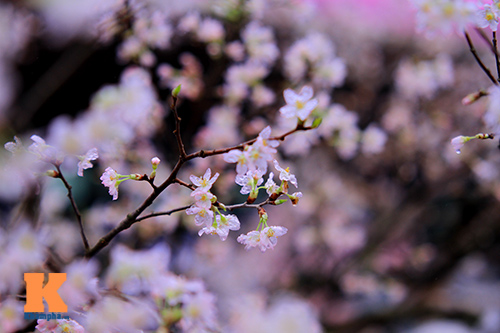 Mục sở thị hoa anh đào của xứ sở Phù Tang - 4