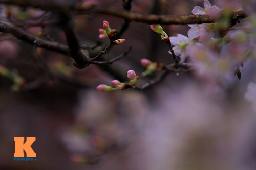 Mục sở thị hoa anh đào của xứ sở Phù Tang - 8