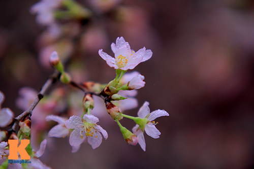 Mục sở thị hoa anh đào của xứ sở Phù Tang - 6