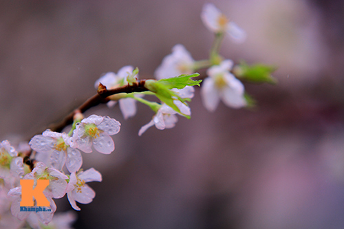 Mục sở thị hoa anh đào của xứ sở Phù Tang - 5