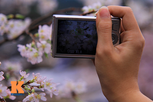 Mục sở thị hoa anh đào của xứ sở Phù Tang - 20