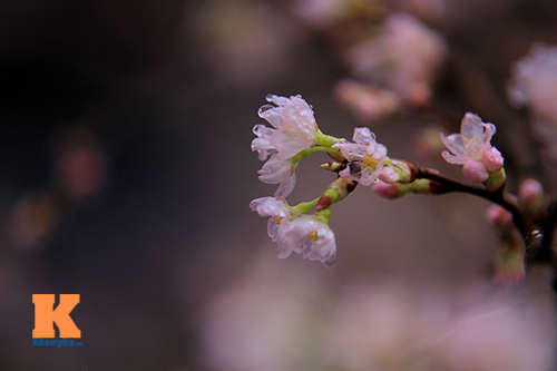 Mục sở thị hoa anh đào của xứ sở Phù Tang - 9