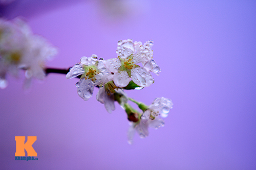 Mục sở thị hoa anh đào của xứ sở Phù Tang - 10