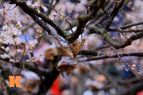 Mục sở thị hoa anh đào của xứ sở Phù Tang - 14