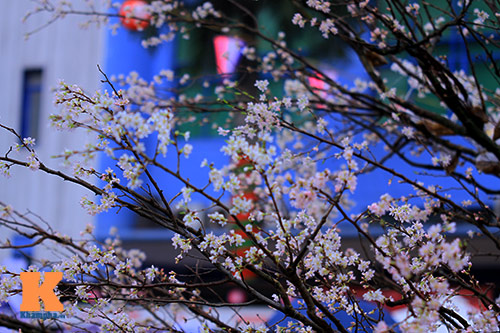 Mục sở thị hoa anh đào của xứ sở Phù Tang - 1