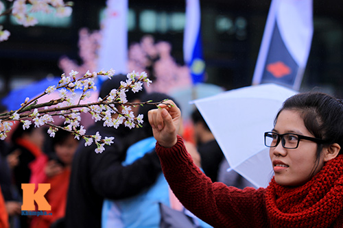 Mục sở thị hoa anh đào của xứ sở Phù Tang - 19