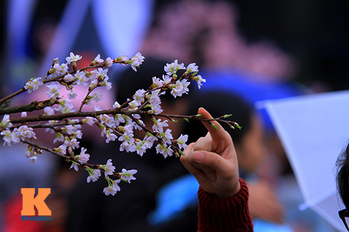 Mục sở thị hoa anh đào của xứ sở Phù Tang - 18