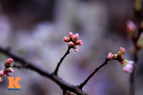 Mục sở thị hoa anh đào của xứ sở Phù Tang - 7