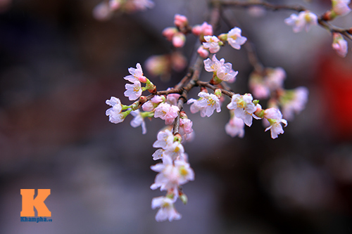 Mục sở thị hoa anh đào của xứ sở Phù Tang - 11