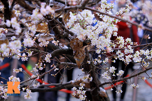 Mục sở thị hoa anh đào của xứ sở Phù Tang - 13