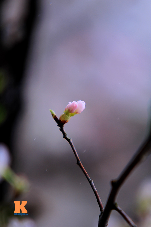 Mục sở thị hoa anh đào của xứ sở Phù Tang - 15