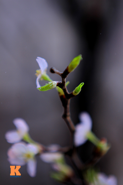 Mục sở thị hoa anh đào của xứ sở Phù Tang - 17