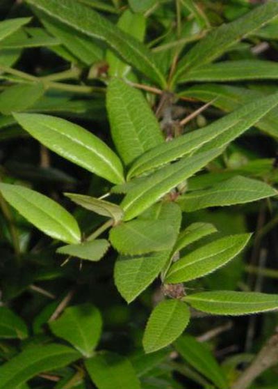 Chữa đau răng với cây hoàng mộc - 1