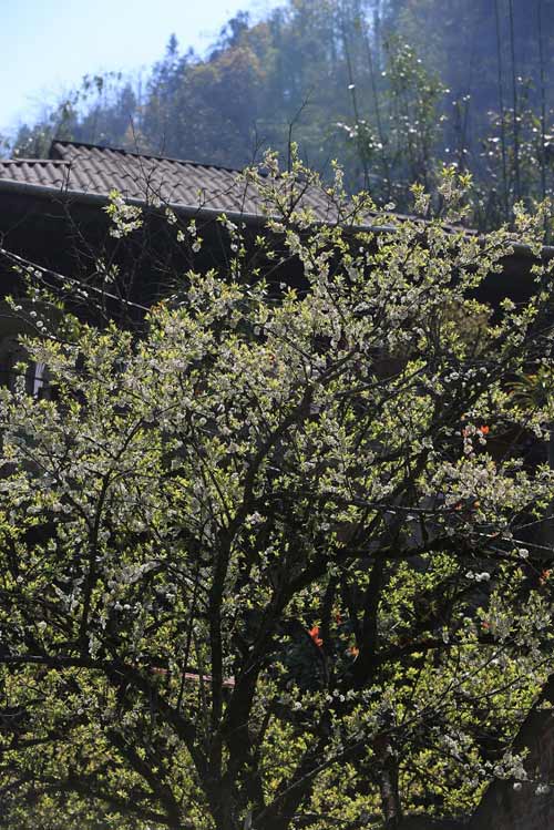 Ngất ngây ngắm hoa đào, mận Sa Pa nở muộn - 6