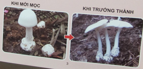 Cảnh báo nguy cơ ăn nhầm nấm độc - 2