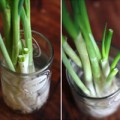 Nhà đẹp - Tự trồng hành lá, ăn hết lại có