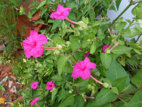 Sâm ớt - vị thuốc của quý bà - 1