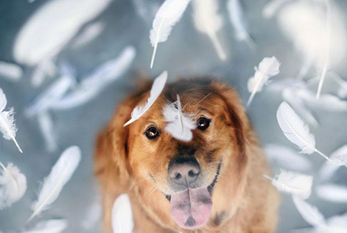 Bộ ảnh: Hoài niệm của Jessica Trinh về chú chó Chuppy - 14
