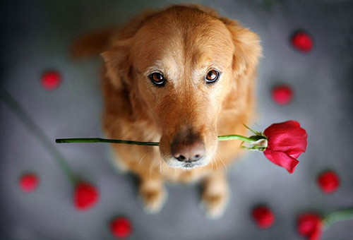 Bộ ảnh: Hoài niệm của Jessica Trinh về chú chó Chuppy - 9