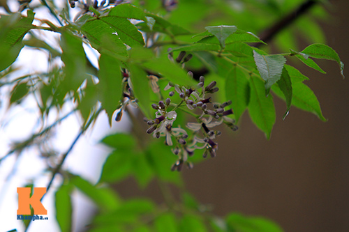 Ngỡ ngàng vẻ đẹp hoa xoan tháng Ba - 13