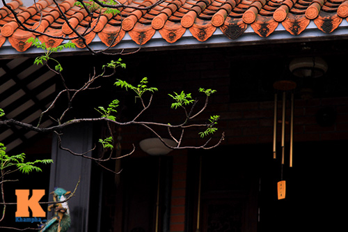 Ngỡ ngàng vẻ đẹp hoa xoan tháng Ba - 1