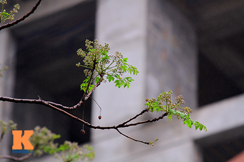 Ngỡ ngàng vẻ đẹp hoa xoan tháng Ba - 4