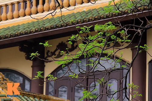 Ngỡ ngàng vẻ đẹp hoa xoan tháng Ba - 14
