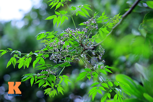 Ngỡ ngàng vẻ đẹp hoa xoan tháng Ba - 5
