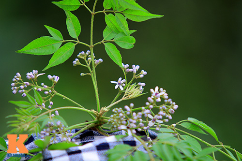 Ngỡ ngàng vẻ đẹp hoa xoan tháng Ba - 11