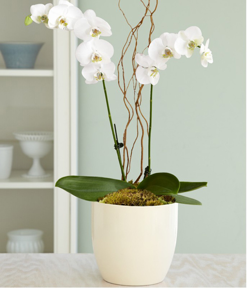 Phối màu trắng vào nội thất hợp phong thủy - 7